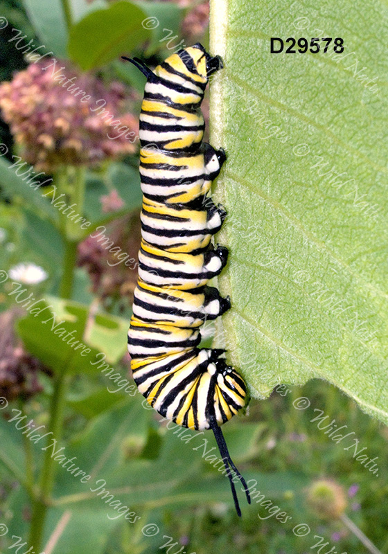 Monarch (Danaus plexippus)